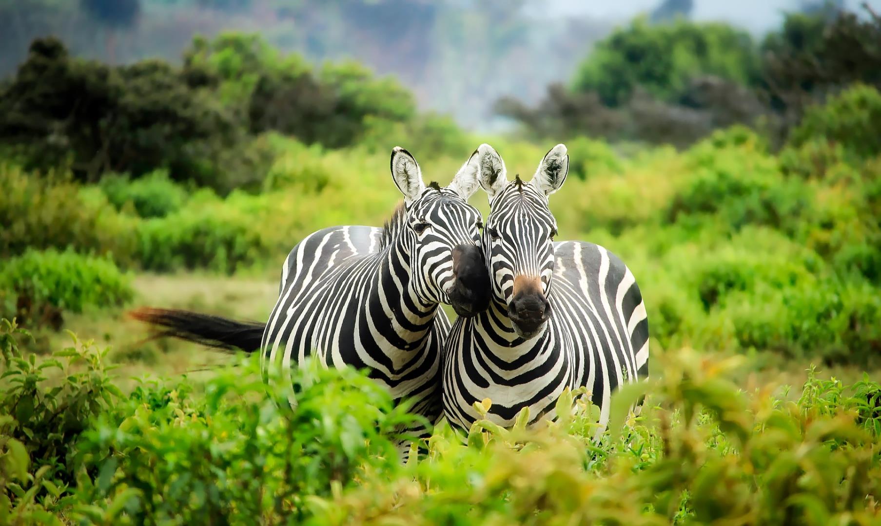 Serengeti Safari